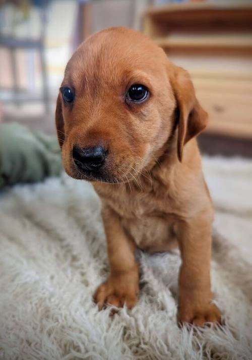 Ready to leave 2nd May - *Last Fox Red Boy* KC Registered Labrador Puppies for sale in Doncaster, South Yorkshire - Image 2