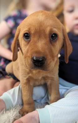 Ready to leave 2nd May - *Last Fox Red Boy* KC Registered Labrador Puppies for sale in Doncaster, South Yorkshire | Image 3