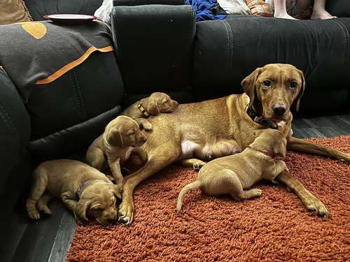⭐️Ready to leave 30th November⭐️ KC red Labradors ⭐️ for sale in Kilmarnock, East Ayrshire