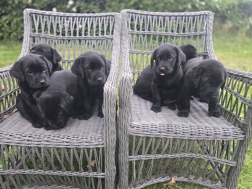 Ready to leave* 8 week old chunky Black labrador puppys for sale in Birmingham, West Midlands