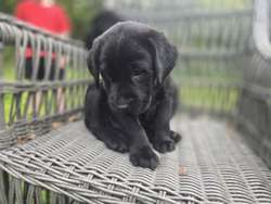 Ready to leave* 8 week old chunky Black labrador puppys for sale in Birmingham, West Midlands | Image 2