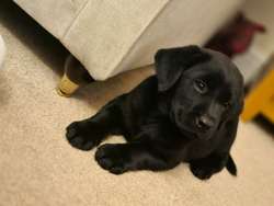 Ready to leave* 8 week old chunky Black labrador puppys for sale in Birmingham, West Midlands | Image 4