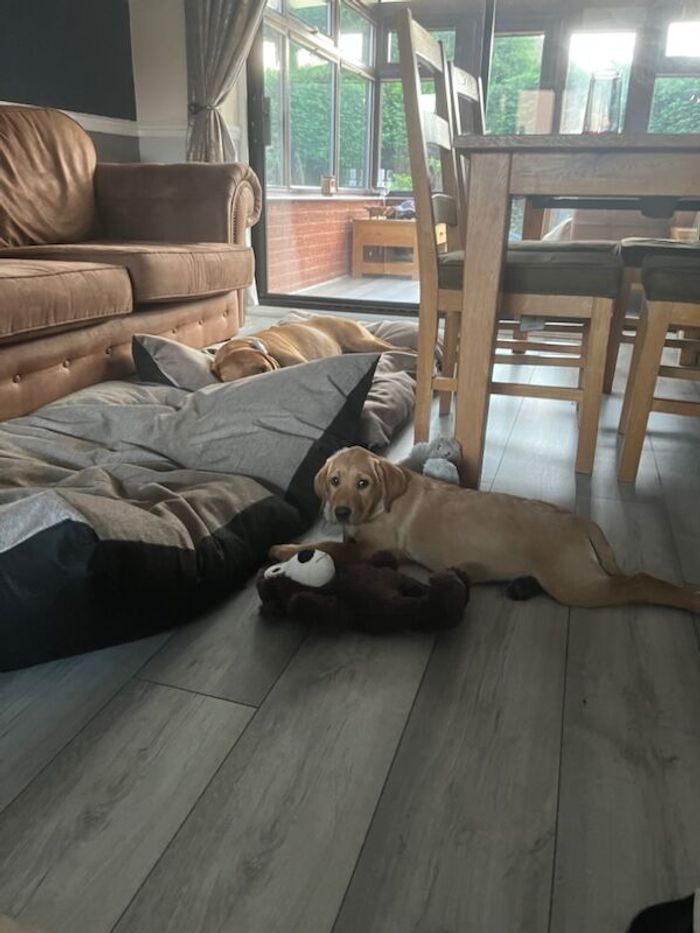 Labrador Retriever puppies for sale in Kingston upon Hull, East Riding of Yorkshire – KC registered, 10 weeks old - Image 10 of 11