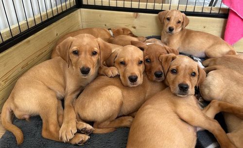 Ready to leave! KC Registered Labrador pups. for sale in Ammanford / Rhydaman, Dyfed