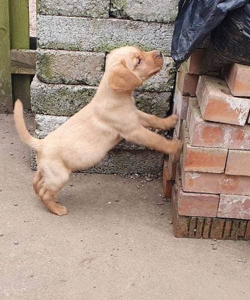 READY TO LEAVE Last Stunning male labrador pup from fox red parents for sale in Irvine, North Ayrshire - Image 5