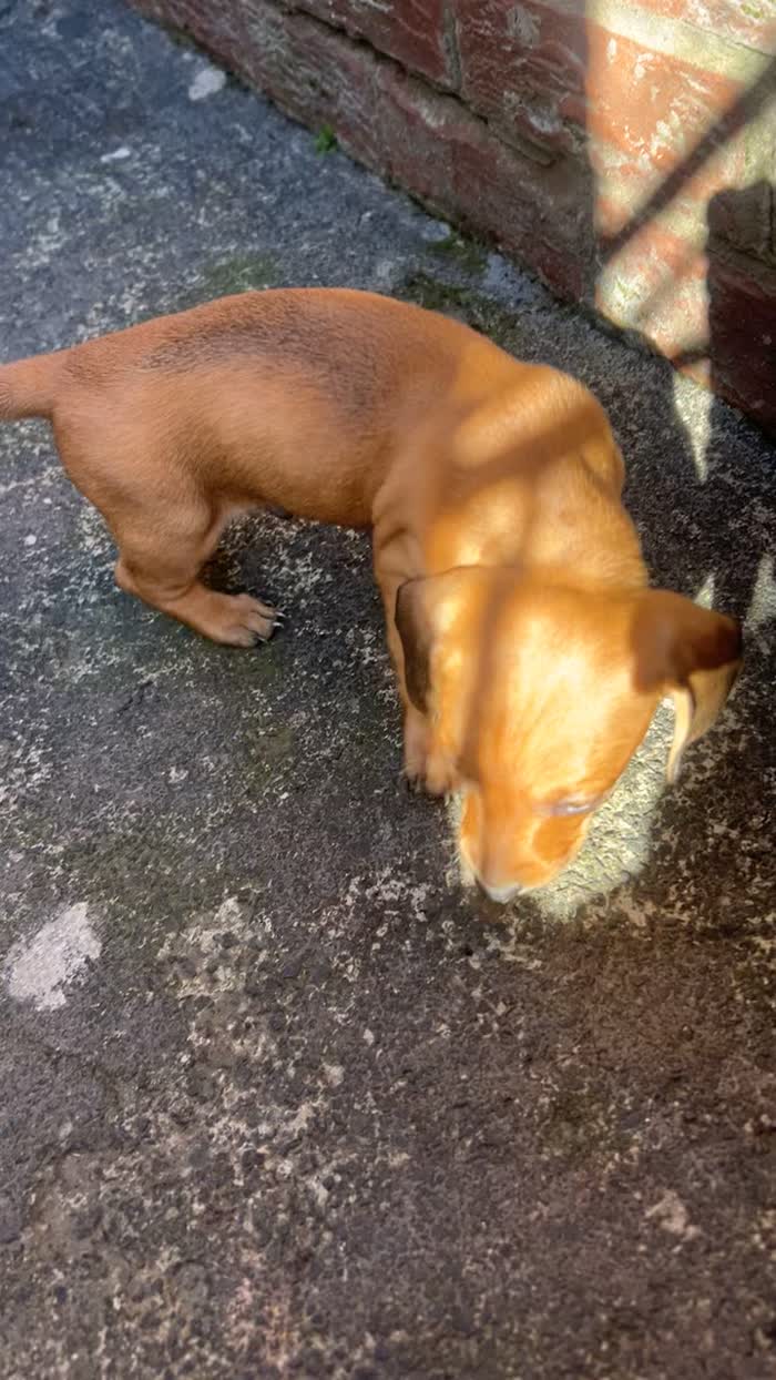 Dachshund puppies for sale in Chester-le-Street, Durham – 5 weeks old