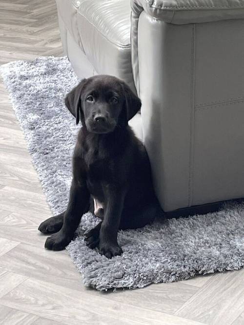 Final price! 1 little girl remaining! Fully vaccinated this Thursday Pedigree labrador retriever puppies for sale in Derby, Derbyshire - Image 1