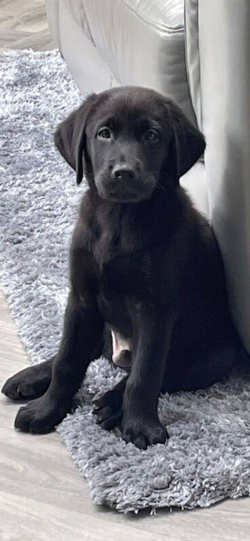 Ready to leave now! only 2 pups remaining! Health tested Pedigree labrador retriever puppies for sale in Derby, Derbyshire - Image 2