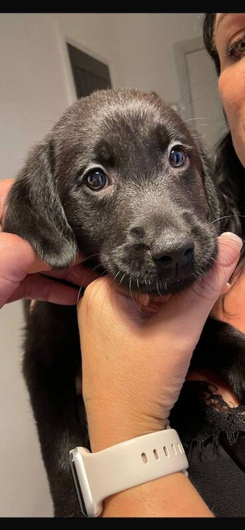 Ready to leave now! only 2 pups remaining! Health tested Pedigree labrador retriever puppies for sale in Derby, Derbyshire - Image 3