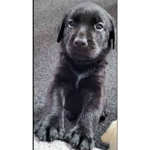 Ready to leave this Thursday only 4 pups remaining! Health tested Pedigree labrador retriever puppies for sale in Derby, Derbyshire