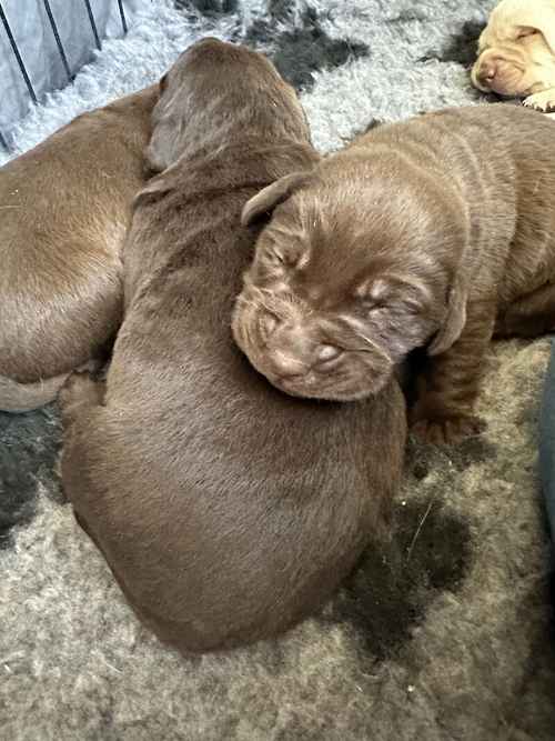 Ready now Chocolate Labrador puppies for sale in Peterborough, Cambridgeshire