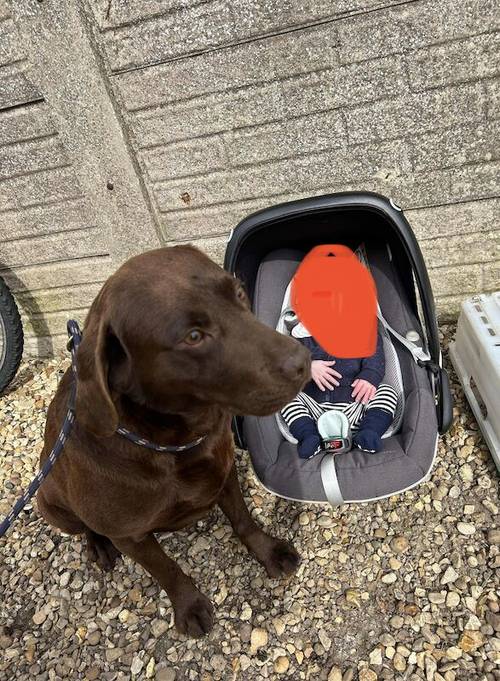 Last boy Ready now Chocolate Labrador puppies for sale in Peterborough, Cambridgeshire - Image 5