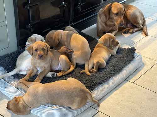 Red Fox and Yellow Labrador Puppies for sale in Cambridge, Cambridgeshire