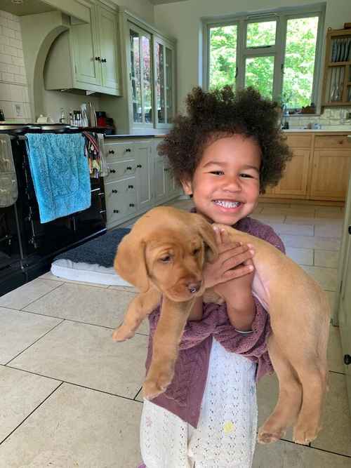 Red Fox and Yellow Labrador Puppies for sale in Cambridge, Cambridgeshire