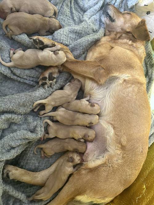 Red fox lab puppies for sale in Dumfries, Dumfries and Galloway - Image 1