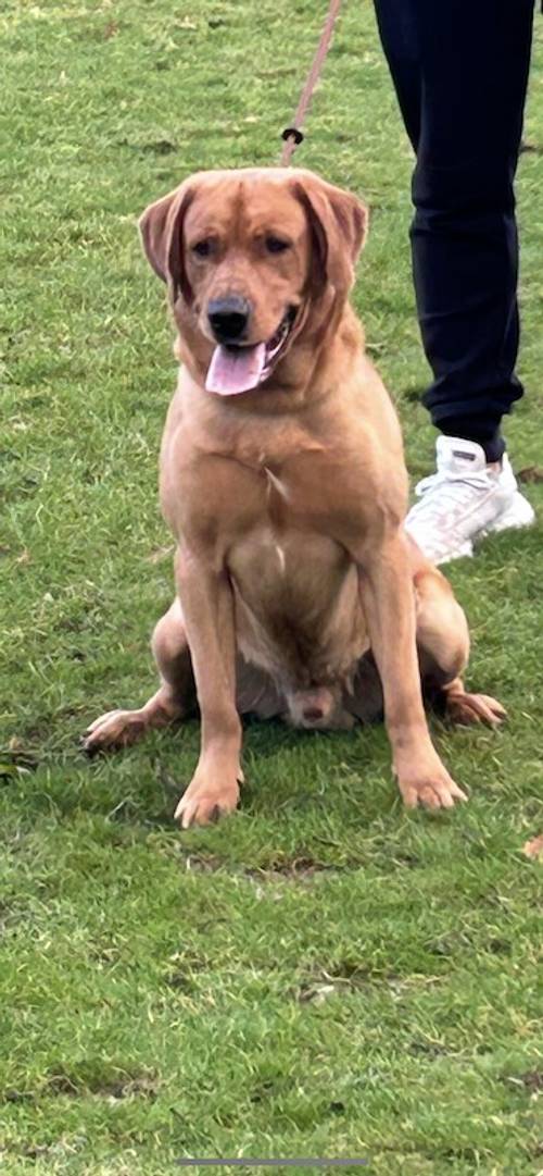 Red fox lab puppies for sale in Dumfries, Dumfries and Galloway - Image 2