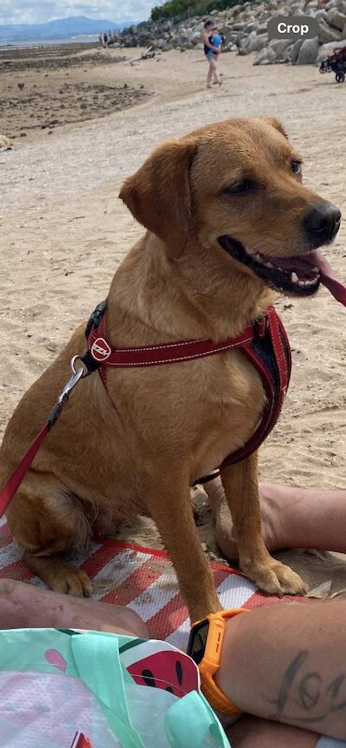 Red fox lab puppies for sale in Dumfries, Dumfries and Galloway - Image 4