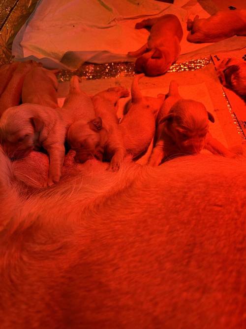 Red fox lab puppies for sale in Dumfries, Dumfries and Galloway - Image 5