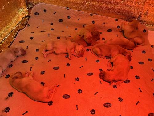 Red fox lab puppies for sale in Dumfries, Dumfries and Galloway - Image 6