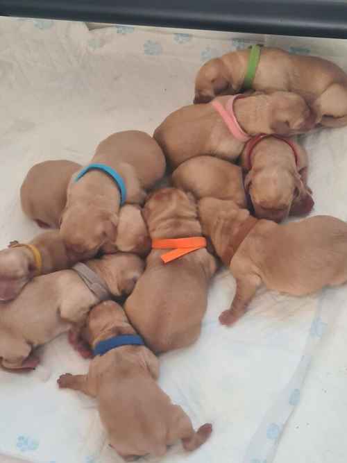 RED FOX LAB PUPPIES KC REGISTERED for sale in Patna, East Ayrshire