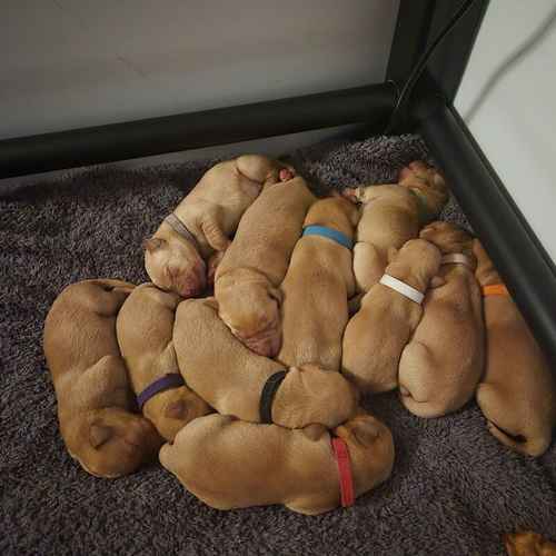 RED FOX LAB PUPPIES KC REGISTERED for sale in Patna, East Ayrshire