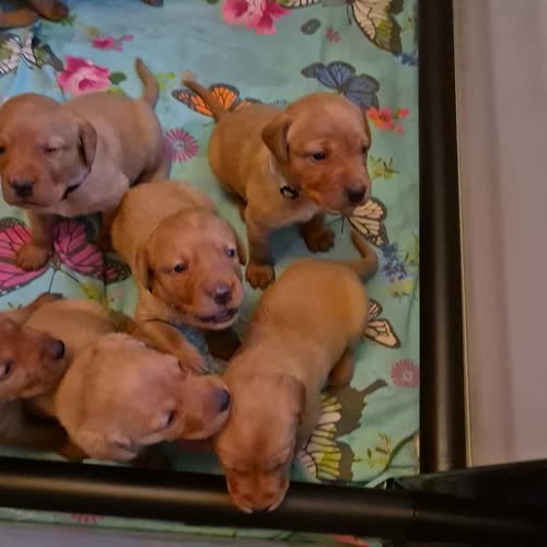 RED FOX LAB PUPPIES KC REGISTERED for sale in Patna, East Ayrshire