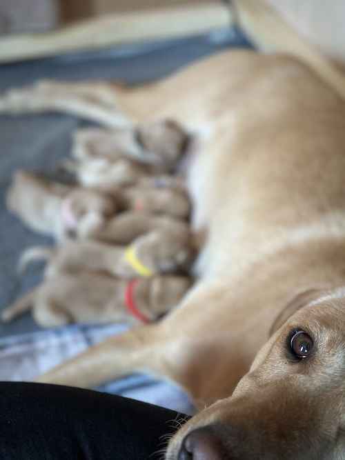 Red fox Labrador for sale in Chippenham, Wiltshire