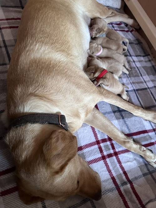 Red fox Labrador for sale in Chippenham, Wiltshire - Image 2