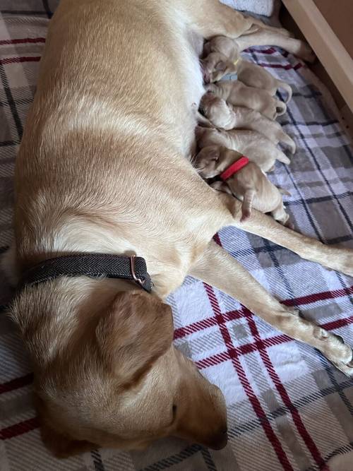 Red fox Labrador for sale in Chippenham, Wiltshire - Image 3