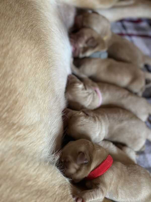 Red Fox Labrador For Sale in Chippenham, Wiltshire