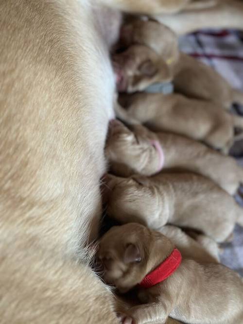 Red fox Labrador for sale in Chippenham, Wiltshire - Image 5