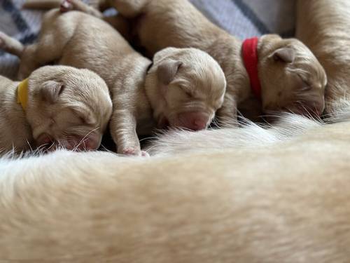 Red fox Labrador for sale in Chippenham, Wiltshire - Image 6