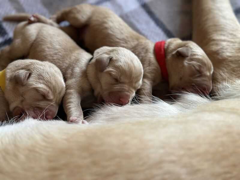 Red Fox Labrador For Sale in Chippenham, Wiltshire