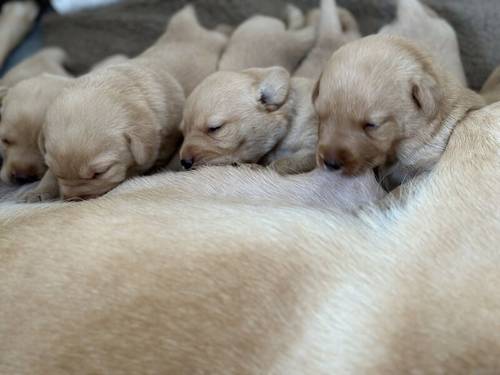 Red fox Labrador for sale in Chippenham, Wiltshire - Image 9