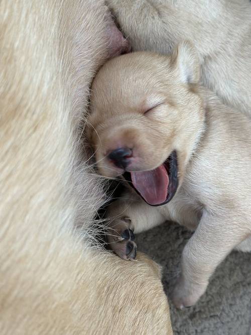 Red fox Labrador for sale in Chippenham, Wiltshire - Image 10