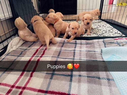 Red fox Labrador for sale in Chippenham, Wiltshire - Image 11