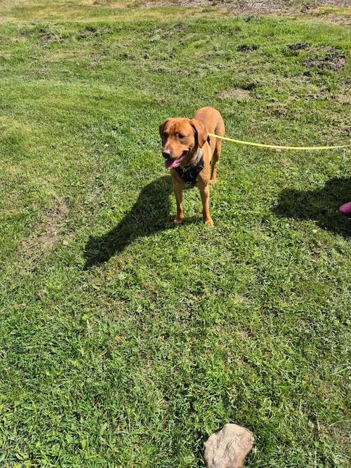 Red fox labrador for sale in Gateshead, Tyne and Wear - Image 3