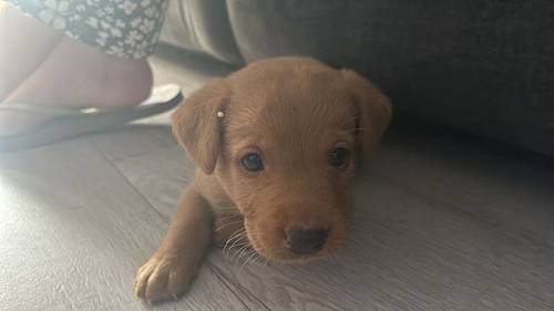 Red fox labrador puppies for sale in Chelmsford, Essex - Image 1