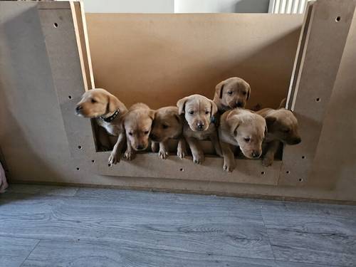 Red fox labrador puppies for sale in Chelmsford, Essex - Image 2