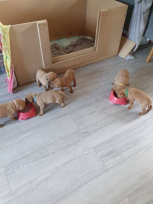 Red fox labrador puppies for sale in Chelmsford, Essex - Image 3