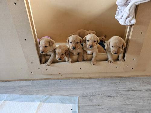 Red fox labrador puppies for sale in Chelmsford, Essex - Image 4