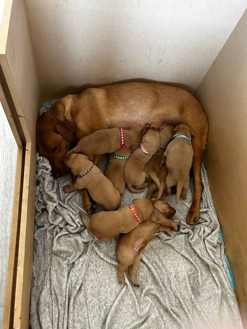 Red fox labrador puppies for sale in Chelmsford, Essex - Image 5