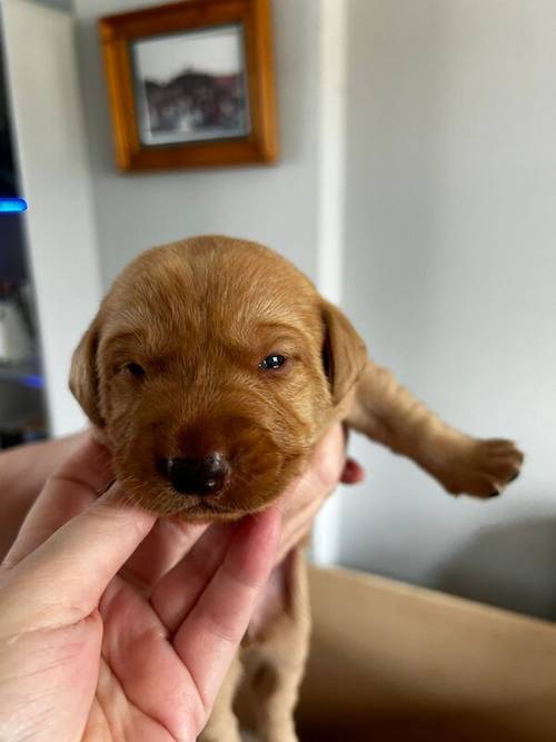 Red fox labrador puppies for sale in Chelmsford, Essex - Image 6