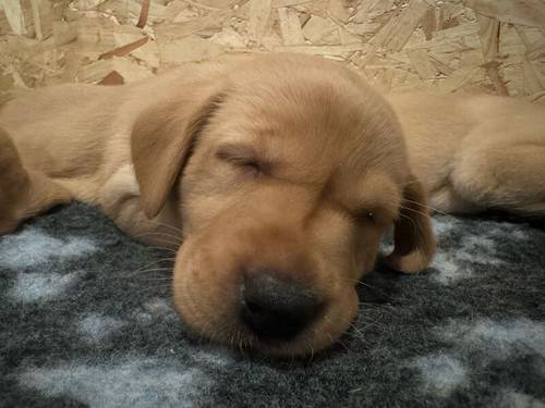 Red Fox Labrador Retrievers For Sale in Thame, Oxfordshire - Image 1