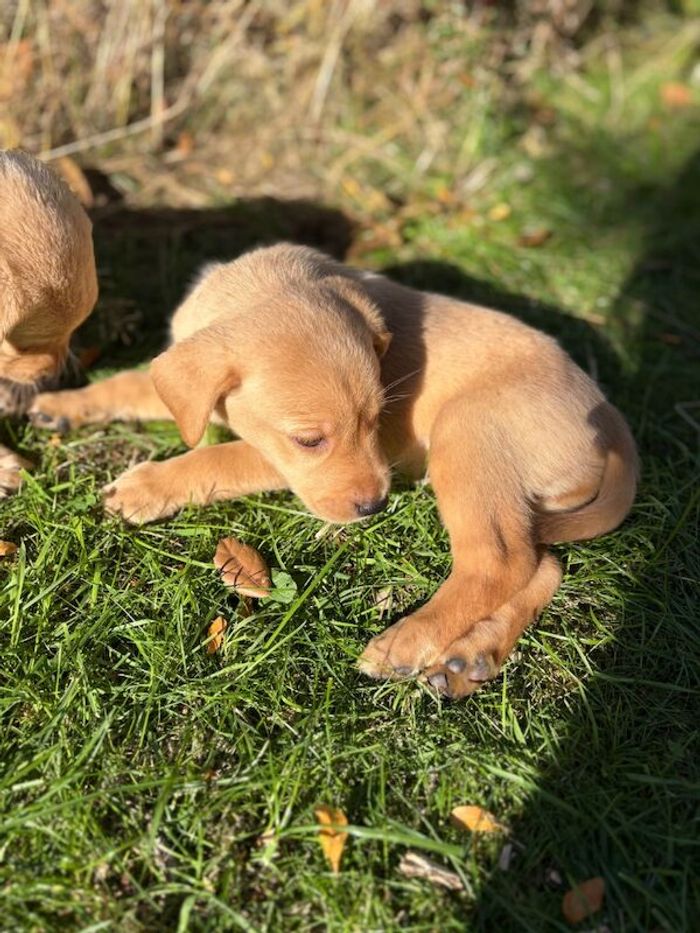 Labrador Retriever puppies for sale in Worcester, Worcestershire – 6 weeks old - Image 3 of 13