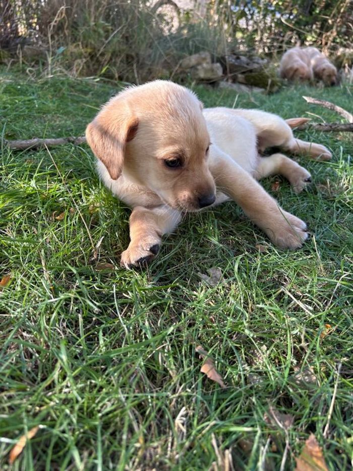 Labrador Retriever puppies for sale in Worcester, Worcestershire – 6 weeks old - Image 4 of 13
