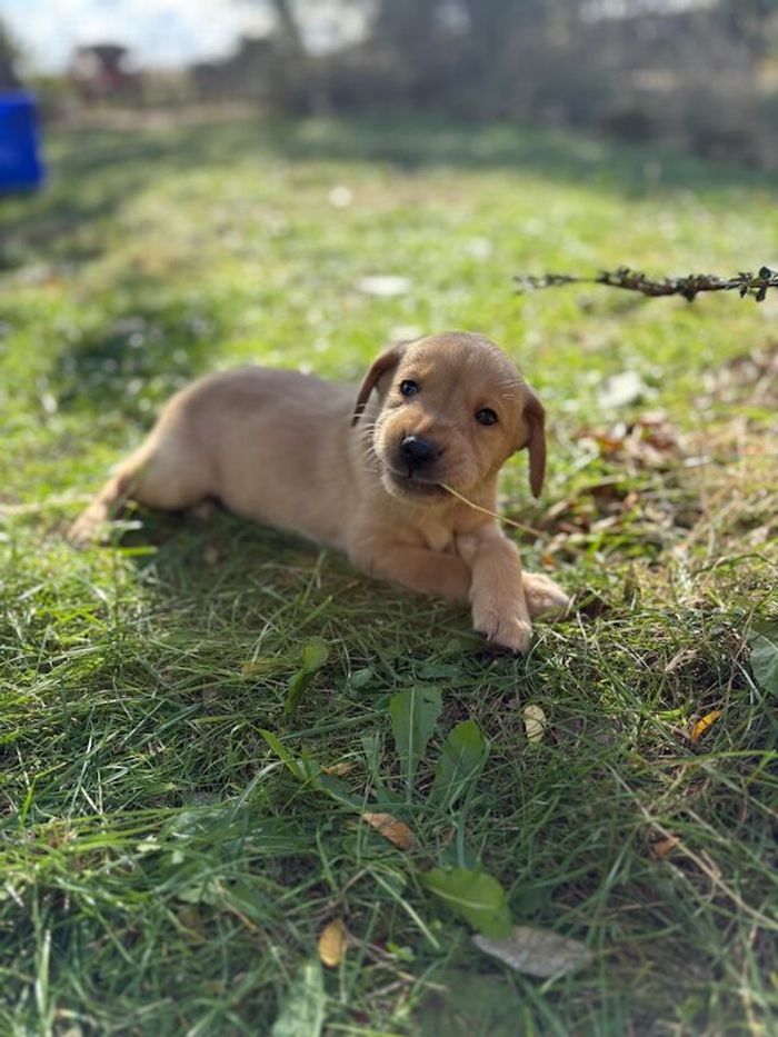 Labrador Retriever puppies for sale in Worcester, Worcestershire – 6 weeks old - Image 6 of 13