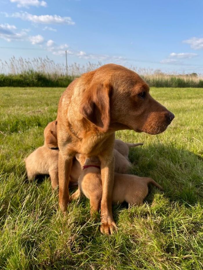 Labrador Retriever puppies for sale in Worcester, Worcestershire – 6 weeks old - Image 9 of 13