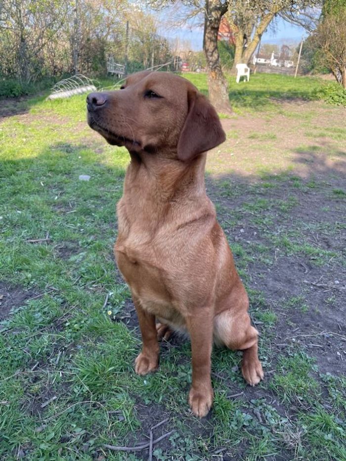 Labrador Retriever puppies for sale in Worcester, Worcestershire – 6 weeks old - Image 11 of 13