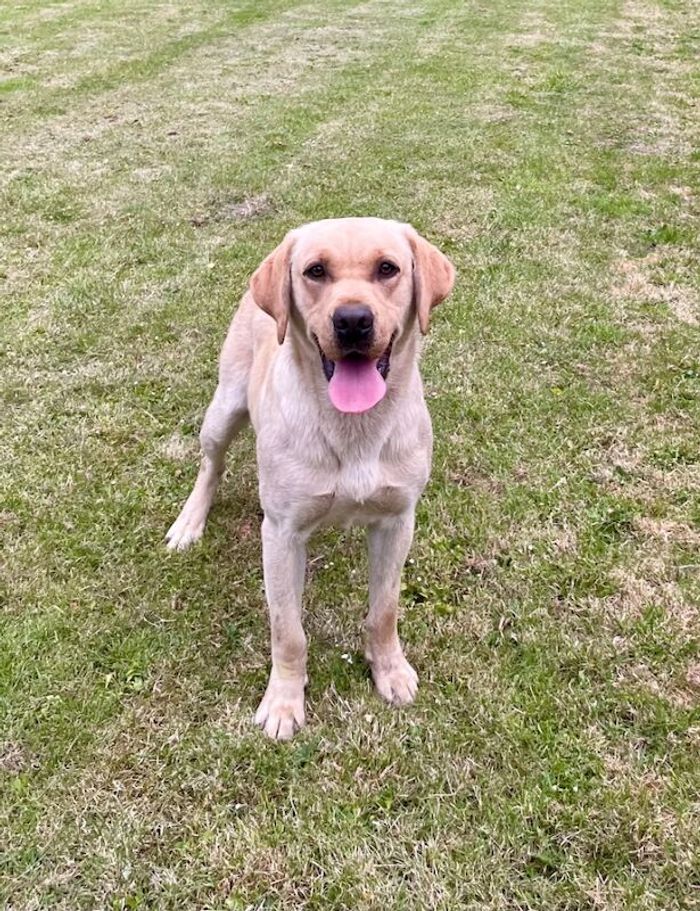 Labrador Retriever puppies for sale in Worcester, Worcestershire – 6 weeks old - Image 12 of 13
